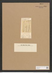 Amphiprora nereis Lewis (de-Toni-Nr.: Genus 29, Species 1329) Zeichnungen Sammlung Grunow Nr. 2558 (NHMW-BOT-W0369740)